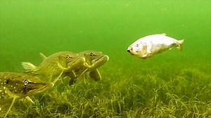 2.5K reactions · 748 shares | Turn your favorite dead bait into live bait on demand with Zombait robotic lures | Zombait | Facebook