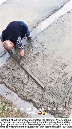 Preparing the Canvas: Traditional Paddy Field Puddling 🌱💧