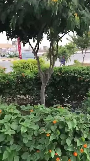 كاسيا جلوكا Cassia Glauca