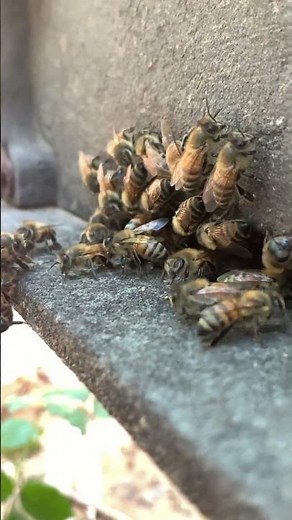 What Does a Worker Bee Do Its Whole Life? 🐝 Amazing Bee Life Explained! #Shorts