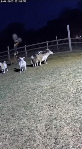 “CCTV Captures TERRIFYING Creature at Goat Farm — You Won’t Believe This!”