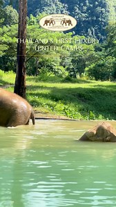 1.8K views · 57 reactions | Elephants are water babies! Our ellies love to swim and splash in the pool #happyelephants #Thailand #ElephantHills #EthicalElephant #Elephant #ThaiElephants #ElephantExperience #NoHooks #NoChains #NoRiding | Elephant Hills | Facebook