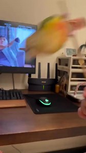 814K views · 11K reactions | High-speed takeoff #badrvid1 #cockatiels #calopsita #birdwatching #cockatiellife #cockatiel #parrotlife #parrotlover #calopsitalovers #parrotsofinstagram #quicker | Badrvid1 | Facebook