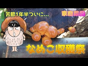 【家庭菜園】つくろうシリーズ、なめこ栽培に挑戦してみた№3【収穫編】苦節1年半、ついになめこが出来ました。そして、なめこ味噌汁を作る。これから数年は収穫できるぞう！