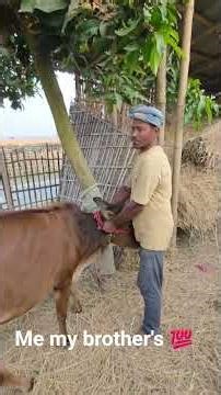 me my brother's ja rehe hai cows 🐄 ko pregnant injection 💉 de ne ke liye #minivlog