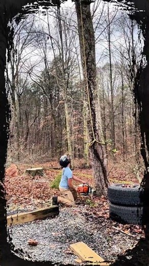 😱It's so easy to cut down a tree with a chainsaw