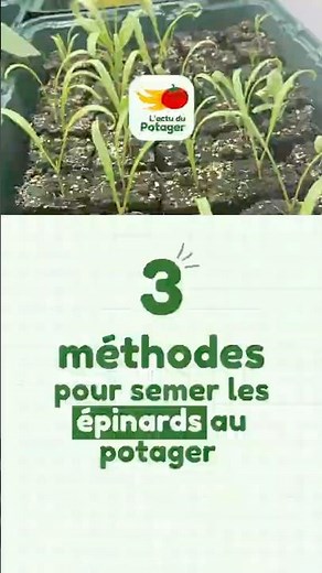 🍃 3 méthodes de semis des épinards