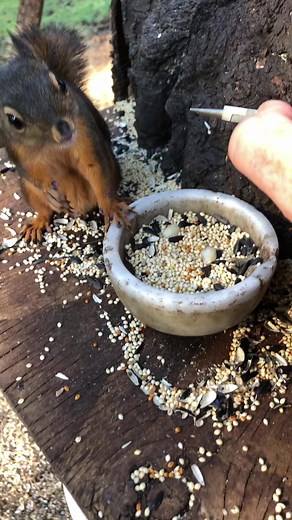 Effective Tick Removal Techniques for Squirrels