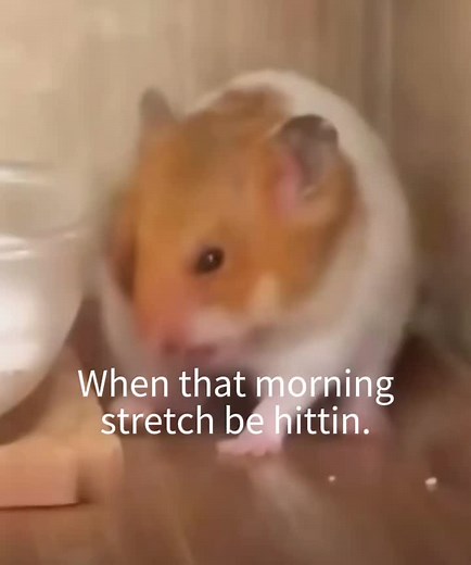 Funny Hamster Meme Compilation | Hilarious Screaming and Yelling Moments