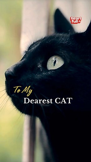 26K views · 1.1K reactions | A thank you letter to my cat this Thanksgiving. #catlover #pets #love #thanksgiving #cats | iHeartCats.com | Facebook