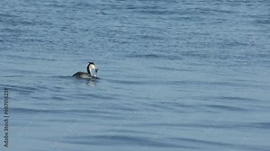 Duck diving caught a fish. The life of wild birds in a natural environment.