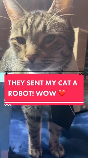 EBO Air Smart Companion Robot Review for Pets