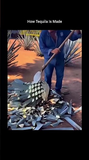 How Tequila Is Made