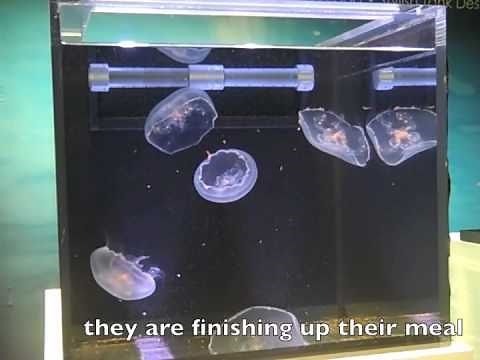 Feeding your Moon Jellyfish