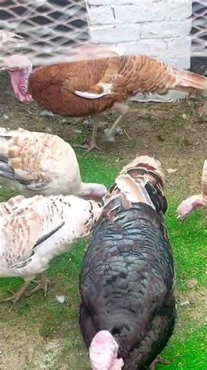 @shehryarsworld #minizoo #vlog