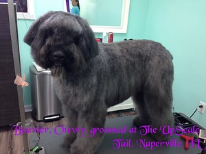 Bouvier, Chewy, groomed at The UpScale Tail