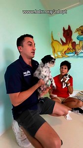 12K views · 253 reactions | Meet Kona, a Shih Tzu mama rescued from a...