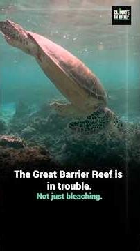 The Great Barrier Reef Is close to collapse. Here’s why we should care.