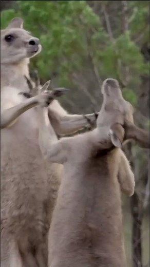Kangaroo kick-boxing