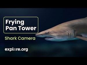 Best of Shark Cam