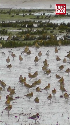 Golden Plover makes a continuous flight of 4000 kilometers