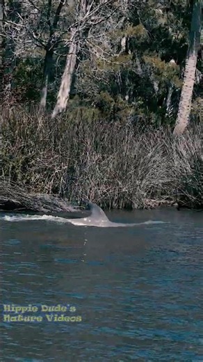 Dolphins Catching Fish by Using a Feeding Strategy Called Mud Ring Feeding.