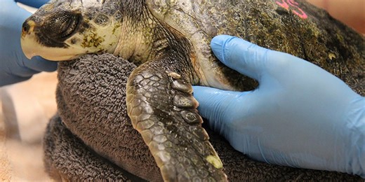 Pickles the sea turtle battles for survival after lightning hits New Jersey sanctuary