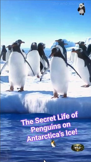 The Secret Life of Penguins on Antarctica’s Ice! 🐧❄️| animal video wildlife #shorts