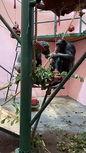 Watch Chippie the chimp show off his impressive problem-solving skills! 🐒 He carefully selected the right stick for the job, demonstrating just how clever chimps can be. Tool use is a sign of advanced intelligence in animals, and Chippie is a great example – even if he didn’t realise he could simply open the other end! 😂 Peter’s eager to get in on the action too, curious to see what all the fuss is about! 🥰 . . . 📷 Chimps Team Leader Ailsa | Blair Drummond Safari Park