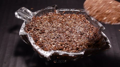 Growing Microgreens Time Lapse: Lettuce - Mung Bean - Radish