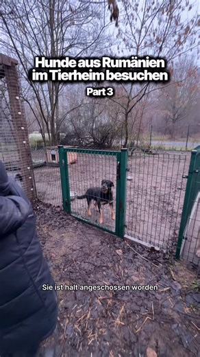 Adoptieren statt Produzieren e.V. on Instagram: "So ein schönes Happy End 🥹 #tierschutz #tierheim #hunde #adoptdontshop #adoptierenstattproduzieren #auslandstierschutz"