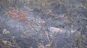 13K views · 189 reactions | SNAKE RIVER COMPLEX FIRES: The Hoover Ridge Fire and Shovel Creek Fire merged. Containment: 0% Size: 77,964 acres Personnel: 170 Evacuations are in effect for the Forest and Morrowtown areas of Lewis County. At this time, existing evacuations are still in effect for Nez Perce County. | KLEW News | Facebook