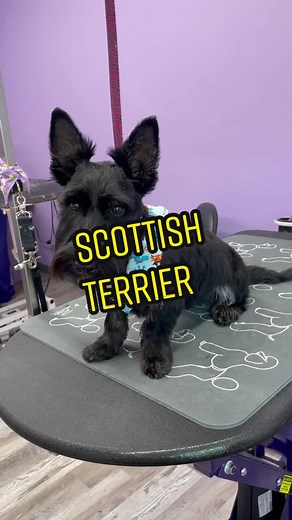 Meet Winston: Your Scottish Terrier Companion