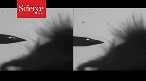 Researchers have uncovered how bees sense electric fields. Learn more: http://bit.ly/1Y1gI0q | News from Science