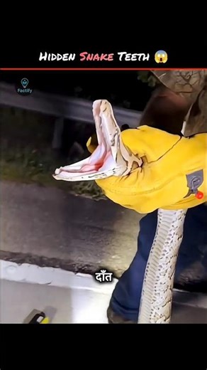 You Won’t Believe How Many Teeth Snakes Have 🐍😳 | #shorts