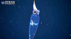 Stunning Footage of Transparent Deep Sea Glass Squid