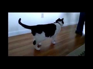 Cat With HInd Leg Weakness Is Healed: Quinn