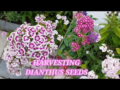 Collecting Dianthus Sweet William seeds ~ How to collect Dianthus seeds