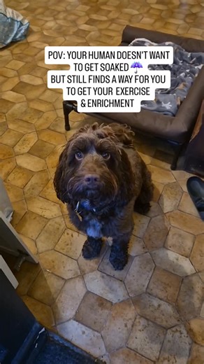 Brinkley the chocolate cockapoo on Instagram: "Rainy day games! Thankfully our off lead woods and field walk this morning was dry. But the rest of the day has been horrid. 🌧. We play this game most days but today was definitely a way for me to not be in the rain for long. Don't worry we go out in pretty much all weather but sometimes I just want to cosy up inside and not venture far! He was soaked and thoroughly enjoyed it of course.😅 5 or 6 games of this tire his body and mind... #scentwork #