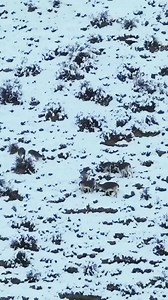 Ibex vs Snow leopard 😳 #trendingreels #fypシ゚ #fb #trend #reelsviral #fypシ゚viral | Shigar Valley