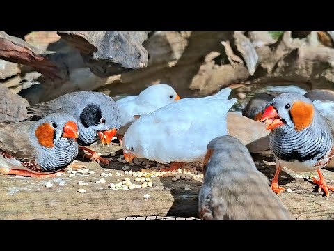 Zebra finch singing sound: zebra finch sing song so sweet and perfect. Use this sound to train bird.