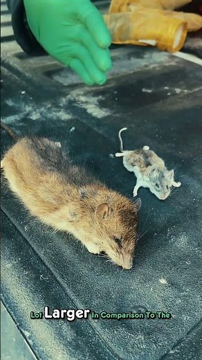 Rats and Mice are different! See them Side-by-side!