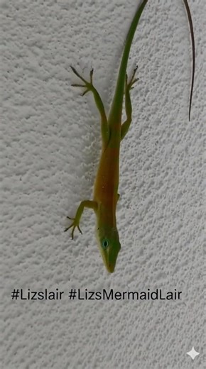 MEET FLORIDA’S LITTLE GREEN LOCAL 🦎💚 This is a green anole🦎, a native Florida lizard spotted right here in Brooksville, FL. They’re harmless, helpful, and great little pest controllers, munching on insects like mosquitoes and flies. Fun fact: green anoles🦎 can change color from bright green to brown depending on mood, temperature, or stress. They’re often mistaken for invasive lizards, but these guys are Florida originals and belong right where they are. So if you see one in your yard, say h