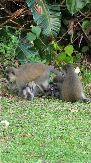 Cutest Baby Vervet Monkeys on the KZN South Coast! 😍🐒 | Heartwarming Wildlife Moments
