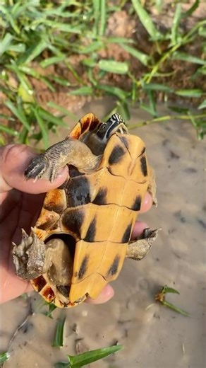 Catching Turtles with My Bare Hand in Tony Hole