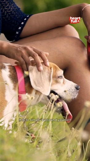 The key to happiness. #pet #doglover #dog #love | iHeartDogs