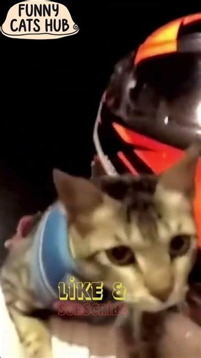Crazy Cat Riding a Motorcycle 🐱🏍️ | Funniest Animal Shorts #shortsviral #shorts #cat #funny #cute