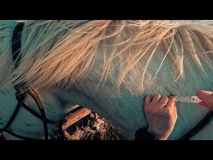 JAK ZROBIĆ ZASTRZYK DOMIĘŚNIOWY DLA KONIA / Intramuscular injection in horses