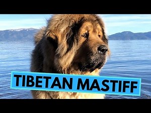Tibetan Mastiff - TOP 10 Interesting Facts