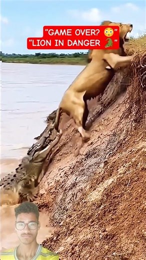 Lion vs Crocodile Fight 😳 | Who Will Survive This Attack? 🐊🦁 #wildlife#lion#crocodile #ytshorts #yt